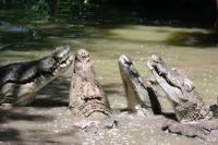 Evening Chat, Zimbabwe